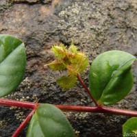 Indigofera nummulariifolia (L.) Livera ex Alston
